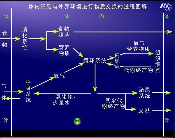 细胞与外界环境进行的物质只通过内环境吗?为什么