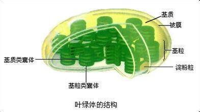 叶绿体的超微结构