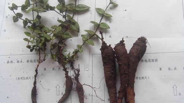 金铁锁根什么药材公司收够