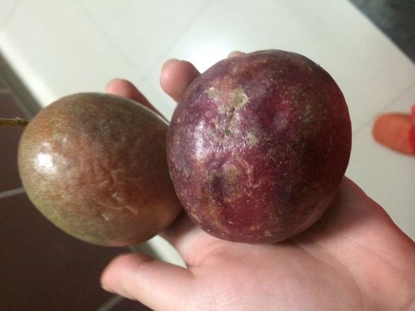 这种果子叫什么名字,里面是黄色的汁,清新的橙