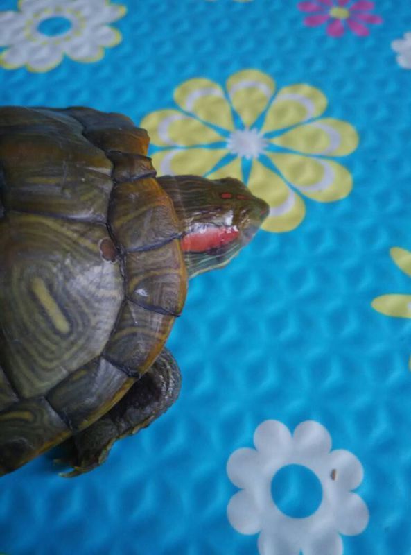 乌龟被大鱼咬出血了怎么办?红耳龟,爪子和头被