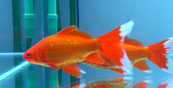 草金鱼能长多大?