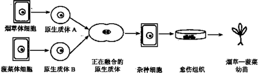 通过植物体细胞杂交可以获得"烟草一菠菜"--一种新型的烟草品种.