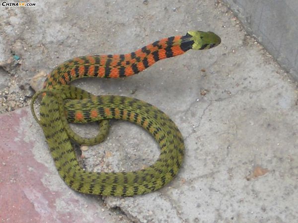 大家告诉我,这是什么蛇?