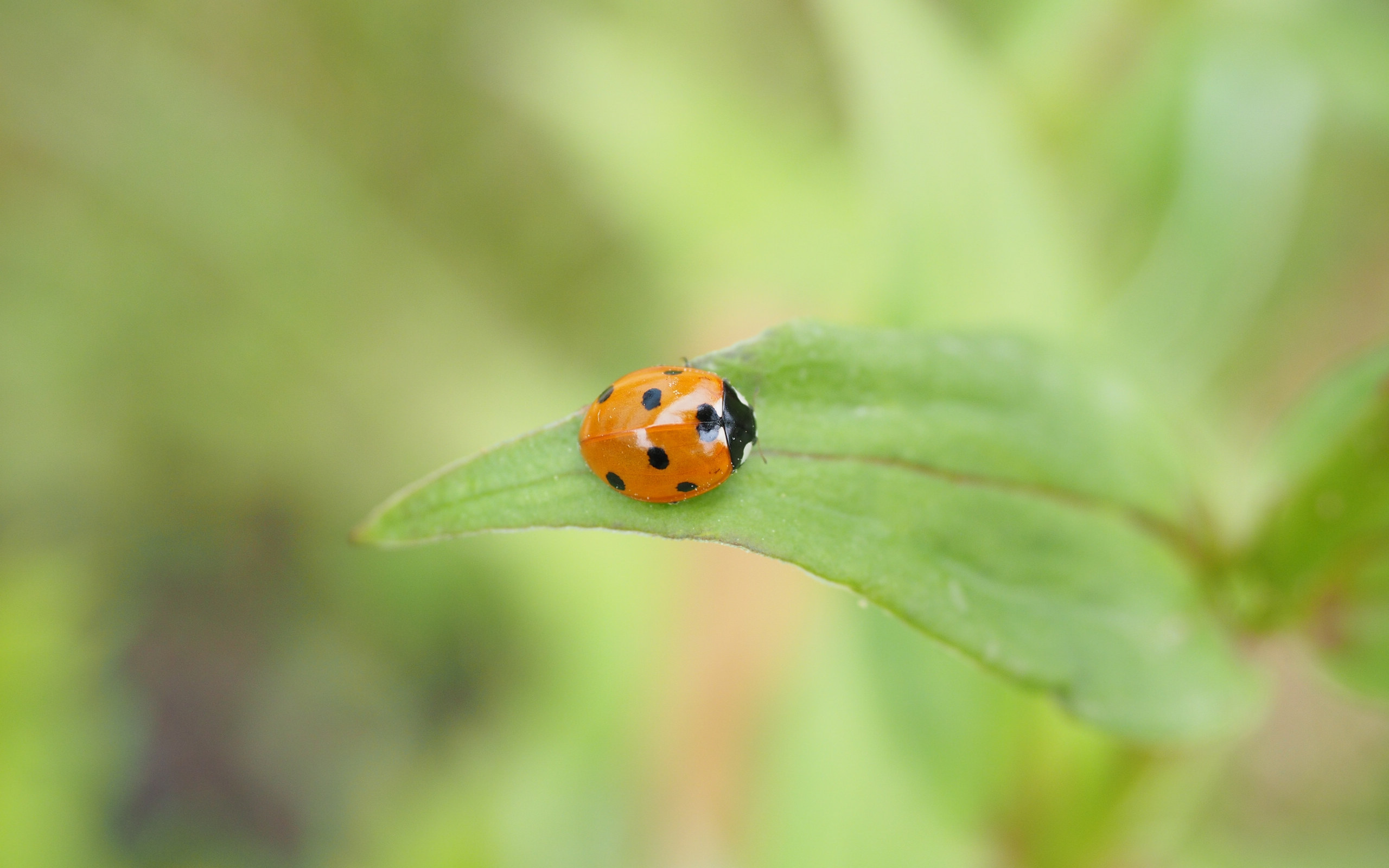 益虫七星瓢虫图片[图2]