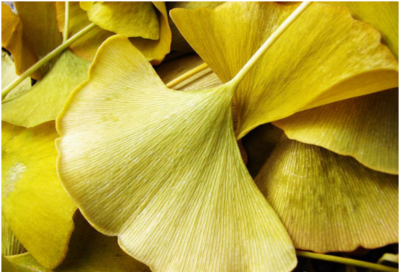 银杏叶简笔画怎么上色