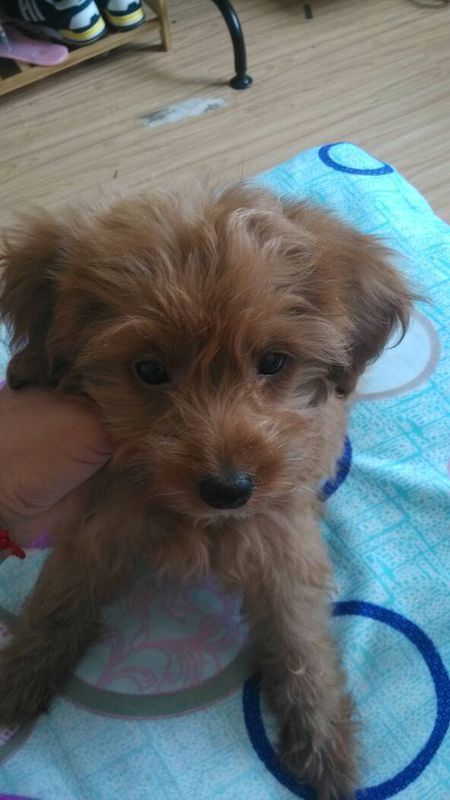 我的泰迪三个多月了.两斤多,毛不卷,这是怎么回事啊