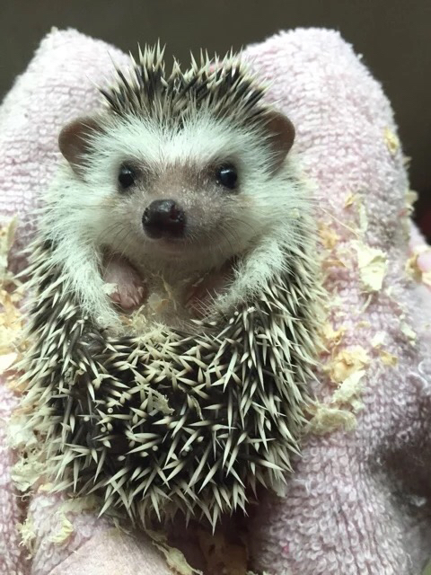 求助!想养小刺猬,是不是国产的刺猬会比较臭,非