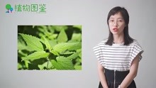 [图]中草药图鉴——荨麻,这种植物会“蛰人”