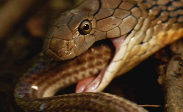 眼镜蛇与眼镜王蛇的区别是什么?