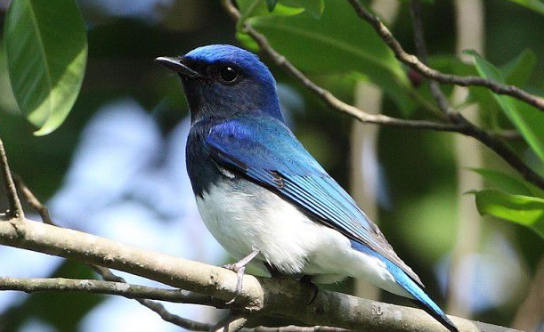 请问石青鸟的学名是?