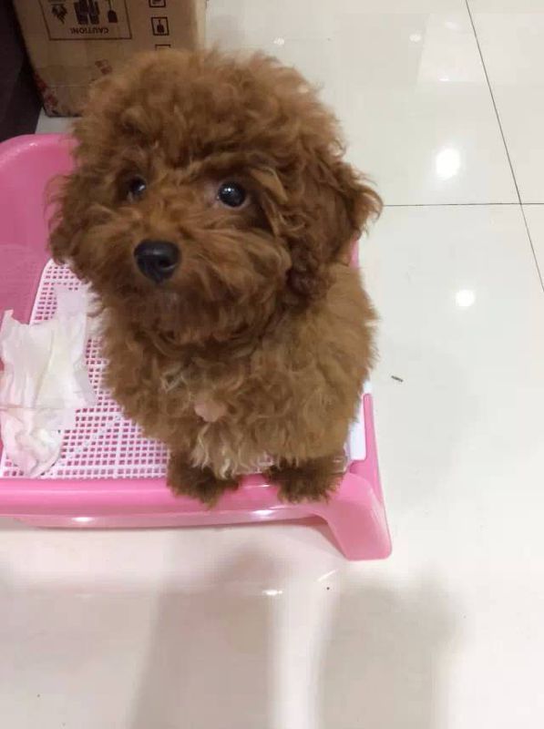 我家泰迪三个月半,母的!好像在发情,和公狗发情