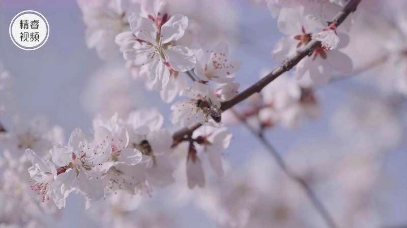 [图]三月，花开倾城，城市复苏，带你一日阅尽长安春