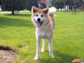 秋田犬和柴犬养哪个好