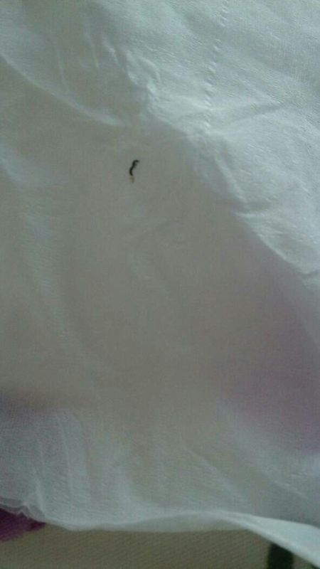 最近床上出现像蚂蚁一样黑色的小虫子,到处爬