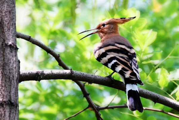 它是常见的留鸟,在我国分布较广的种类有绿啄木鸟和斑啄木鸟