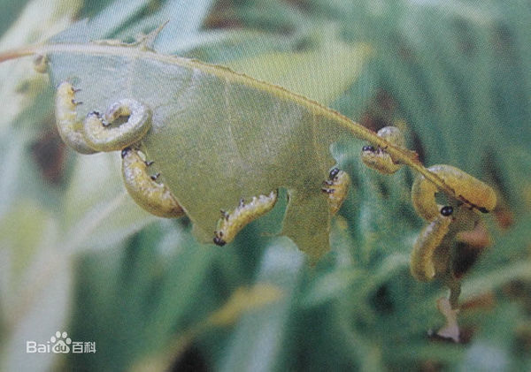 香樟树上长的绿色的小虫是什么虫
