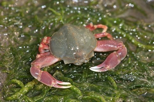 这个螃蟹是什么品种?