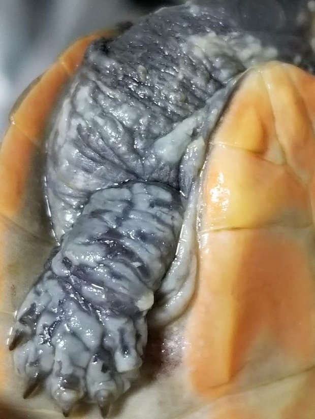 乌龟腐皮应该怎么治疗?