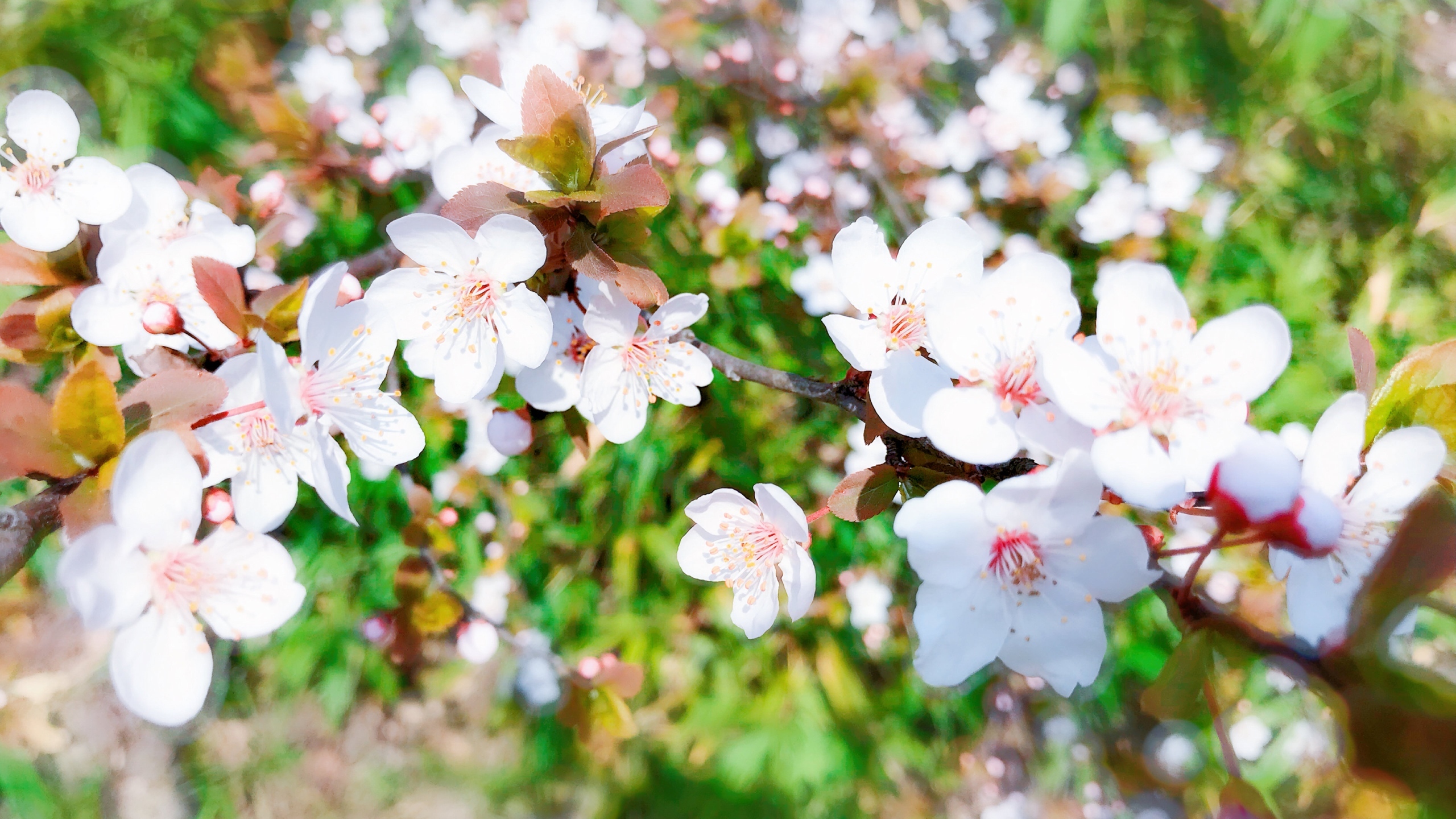 高清桃花花卉桌面壁纸[图1]