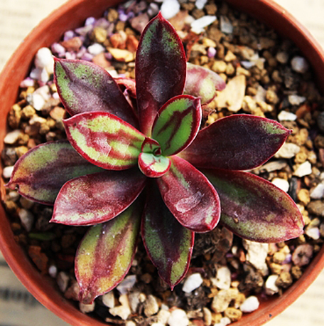 这是什么多肉植物?长徒了