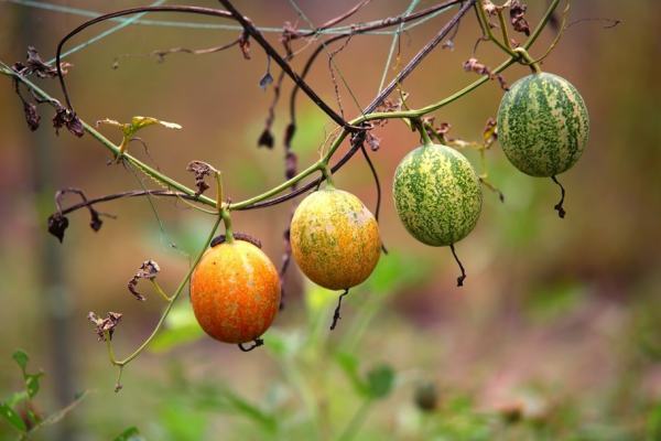 苦瓜娄的作用是什么