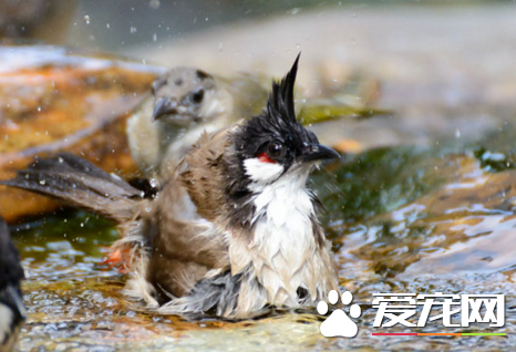 鹦鹉怎么洗澡  大多数鹦鹉是不喜欢洗澡的