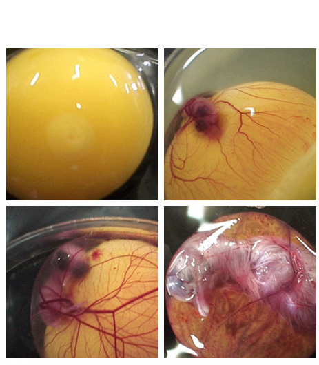 为什么鸡蛋能孵出小鸡?