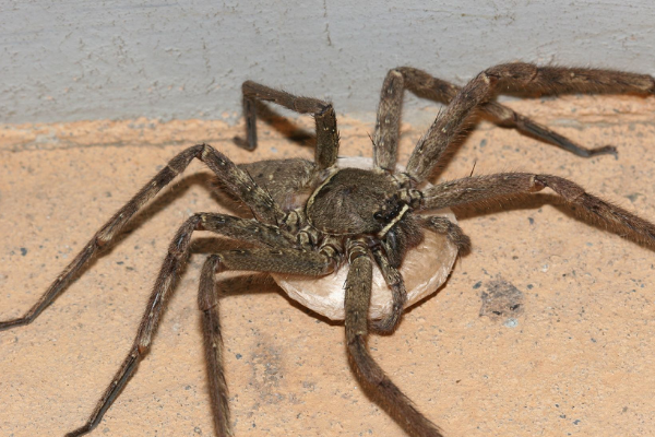 中国南方家中常见的大蜘蛛_中国南方常见蜘蛛种类- 崇爱网