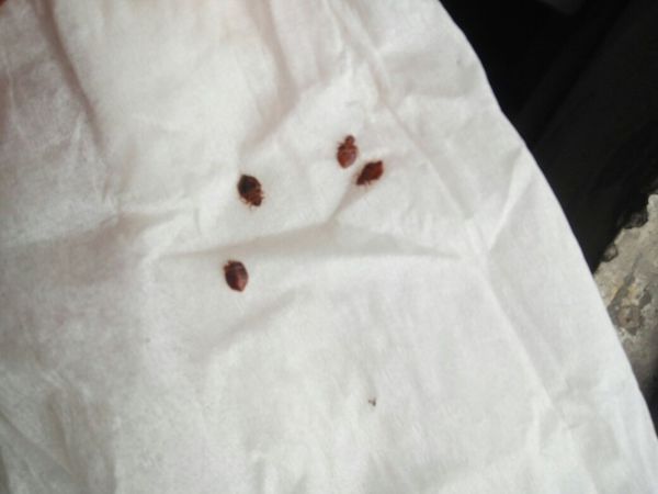 被子上的虫子 帮忙看看叫什么名字 咬人好痒!