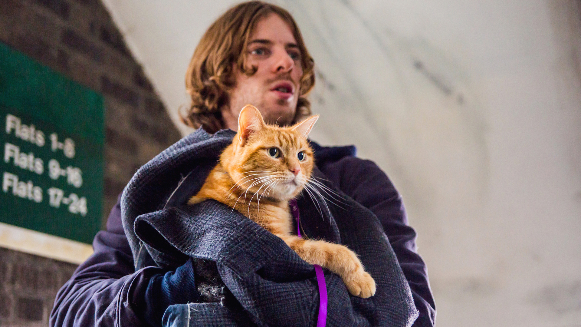 《流浪猫鲍勃》定档预告 小猫与主人宣誓定终身