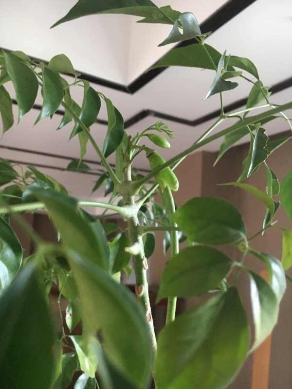 我养的幸福树,不但开花,而且结果了,一种长果实,一种圆果实.你们