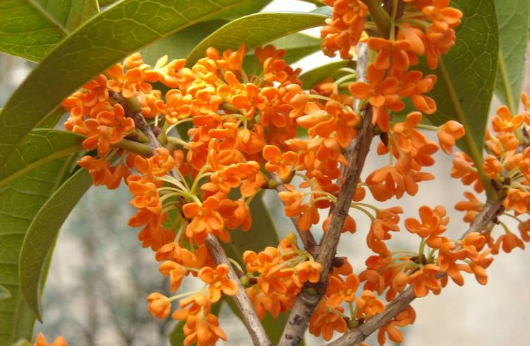 丹桂有哪些品种?