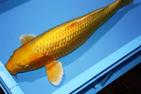 九条金色锦鲤鱼图片图片