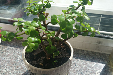 胖娃娃植物能放室内吗