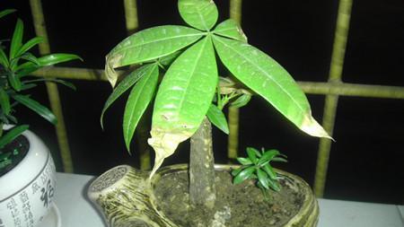 苗木根部积水和干旱导致叶子萎蔫怎么区别