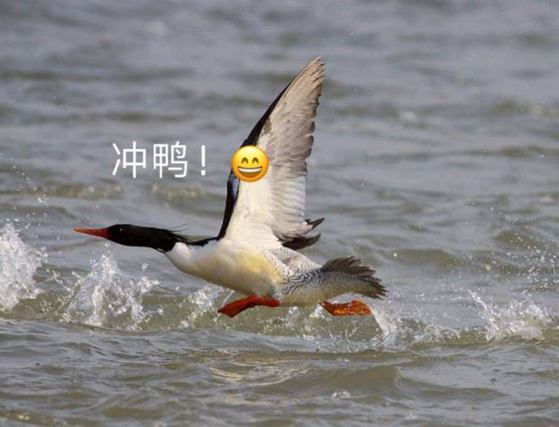 鸭子奔跑表情包图片