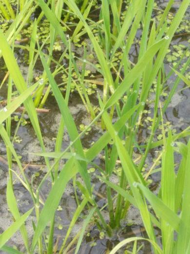 水稻叶子这样卷起来怎么回事