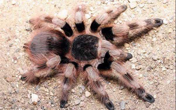 不负责任和不专业的 b>蜘蛛开箱视频 /b>之比较冷门的黑白脚蜘蛛我