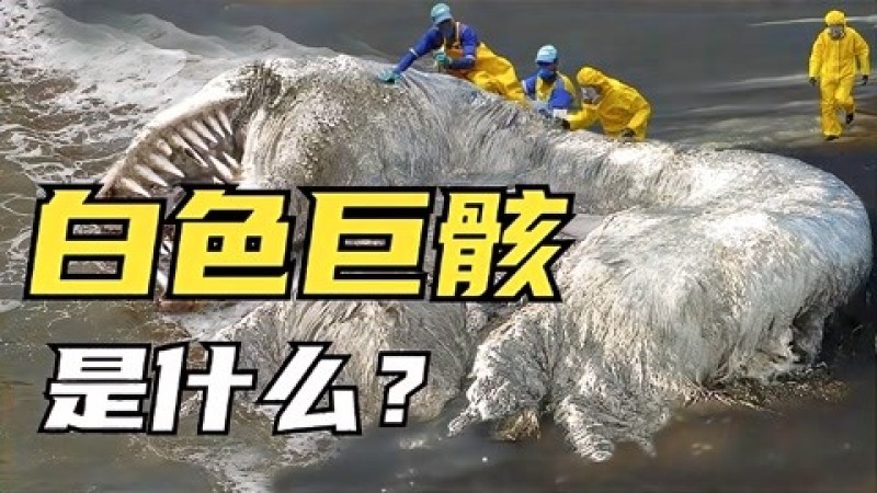 [图]6个神秘的海洋生物,白色长毛巨骸飘上海滩,当地人懵了?