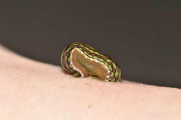 有飞蚂蟥这种动物吗?