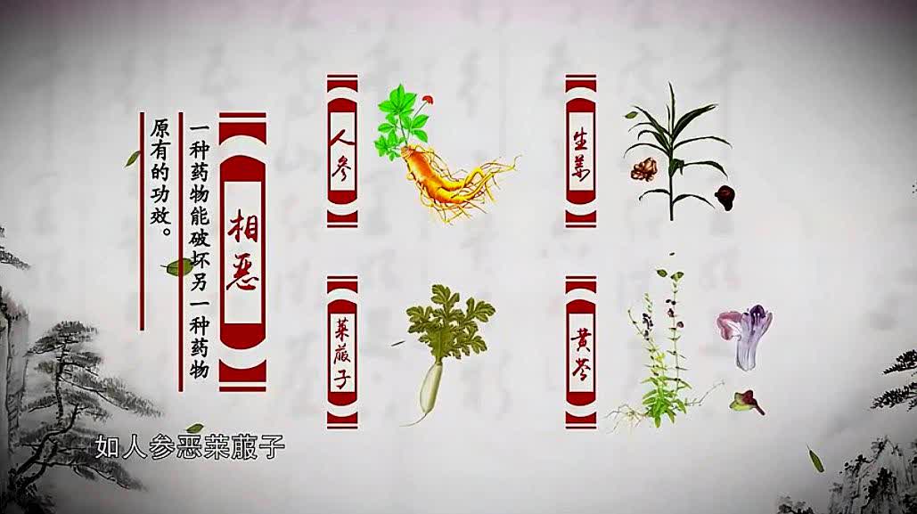 本草中国:中药间的七情配伍纲领,单行相须相使相畏相杀相恶相反