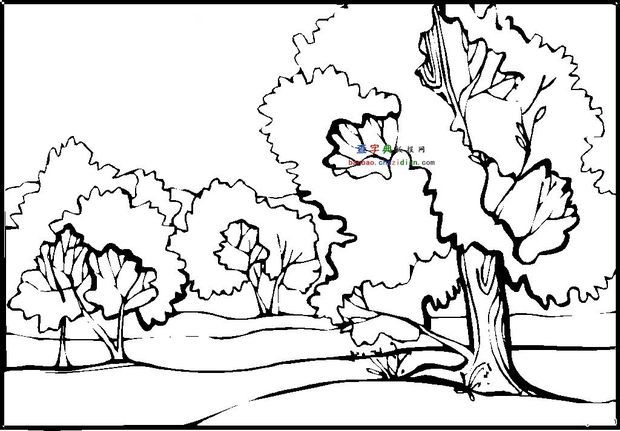 谁能给我发张桦树的简笔画图片。