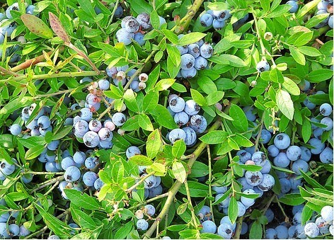 在长白山区每年7月中旬成熟.