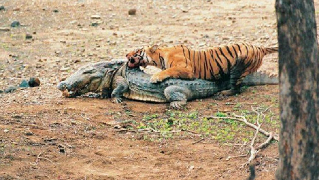 老虎捕杀鳄鱼,鳄鱼刚要反击,没想到老虎的饿虎扑食太可怕了!