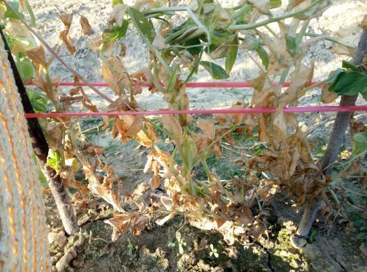 十几亩豌豆变黄了,不知得了什么病