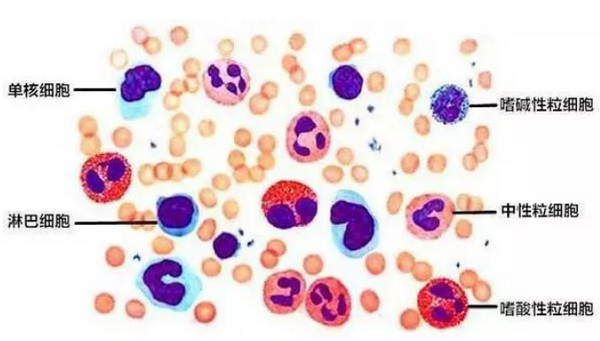 白细胞5分类英文简写是什么?