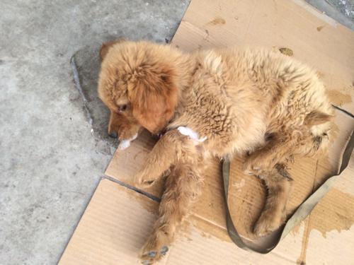 狗狗口吐白沫抽搐多久