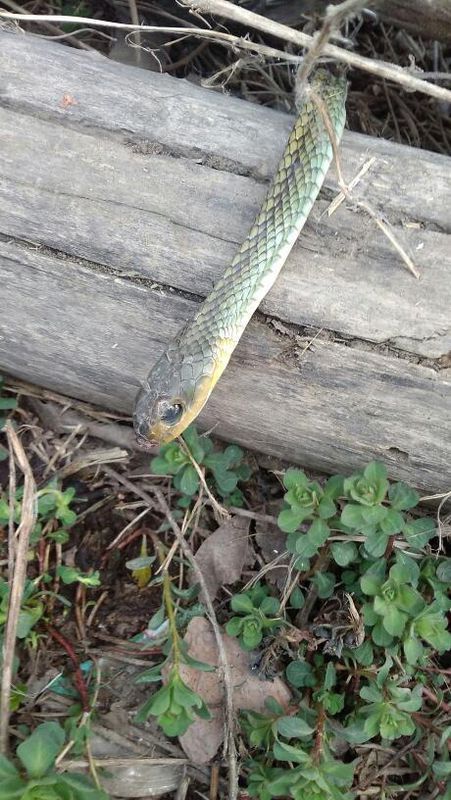 身子是扁的中间粗两头细,挺长的 呈青色是什么