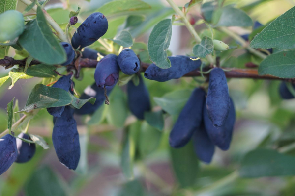 长白山地区的野果甸枣子,学名叫什么?